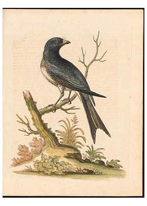 Immagine del venditore per Reproduccin/Reproduction 48833482872: A natural history of uncommon birds :. London :Printed for the author, at the College of Physicians in Warwick-Lane,1743-1751. venduto da EL BOLETIN