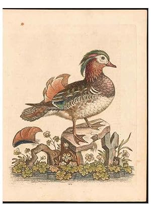 Immagine del venditore per Reproduccin/Reproduction 48832965643: A natural history of uncommon birds :. London :Printed for the author, at the College of Physicians in Warwick-Lane,1743-1751. venduto da EL BOLETIN