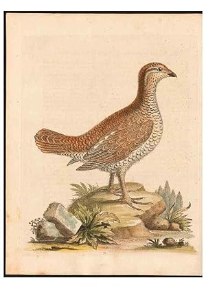 Immagine del venditore per Reproduccin/Reproduction 48832950328: A natural history of uncommon birds :. London :Printed for the author, at the College of Physicians in Warwick-Lane,1743-1751. venduto da EL BOLETIN