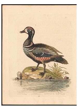 Immagine del venditore per Reproduccin/Reproduction 48833504507: A natural history of uncommon birds :. London :Printed for the author, at the College of Physicians in Warwick-Lane,1743-1751. venduto da EL BOLETIN