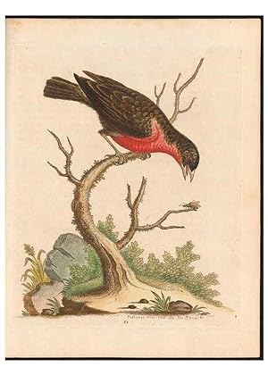 Immagine del venditore per Reproduccin/Reproduction 48833328791: A natural history of uncommon birds :. London :Printed for the author, at the College of Physicians in Warwick-Lane,1743-1751. venduto da EL BOLETIN