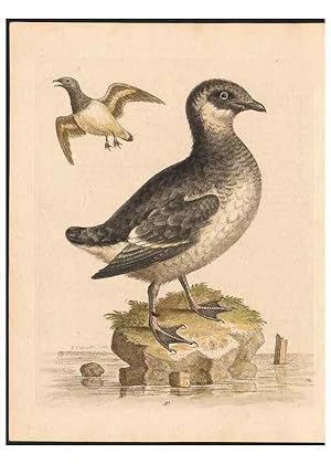 Immagine del venditore per Reproduccin/Reproduction 48832960438: A natural history of uncommon birds :. London :Printed for the author, at the College of Physicians in Warwick-Lane,1743-1751. venduto da EL BOLETIN