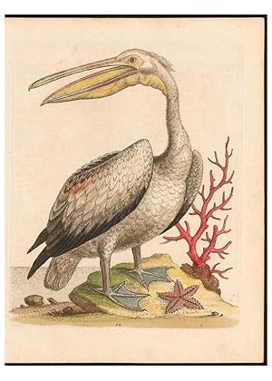 Immagine del venditore per Reproduccin/Reproduction 48832960993: A natural history of uncommon birds :. London :Printed for the author, at the College of Physicians in Warwick-Lane,1743-1751. venduto da EL BOLETIN