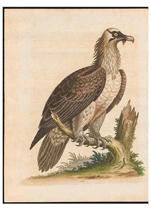 Immagine del venditore per Reproduccin/Reproduction 48858618871: A natural history of uncommon birds :. London :Printed for the author, at the College of Physicians in Warwick-Lane,1743-1751. venduto da EL BOLETIN