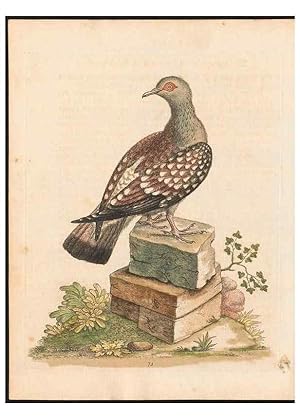 Immagine del venditore per Reproduccin/Reproduction 48833325306: A natural history of uncommon birds :. London :Printed for the author, at the College of Physicians in Warwick-Lane,1743-1751. venduto da EL BOLETIN