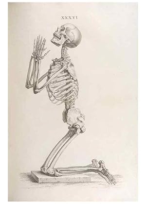 Seller image for Reproduccin/Reproduction 48832995342: Osteographia, or the Anatomy of the Bones. London,1733. for sale by EL BOLETIN