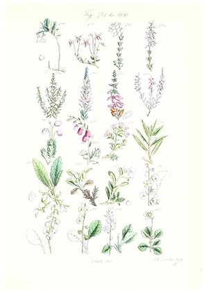 Seller image for Reproduccin/Reproduction 48908656458: British wild flowers. London,J. Van Voorst,1876. for sale by EL BOLETIN