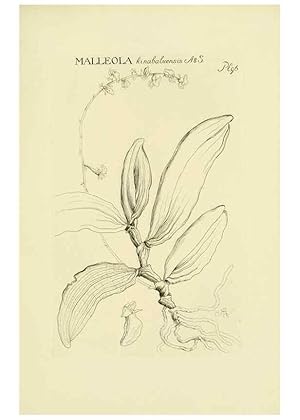 Imagen del vendedor de Reproduccin/Reproduction 48871396936: Orchidaceae:. Boston,Houghton, Mifflin,1905-22. a la venta por EL BOLETIN