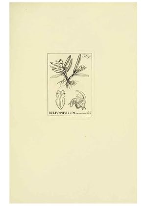 Seller image for Reproduccin/Reproduction 48871396321: Orchidaceae:. Boston,Houghton, Mifflin,1905-22. for sale by EL BOLETIN