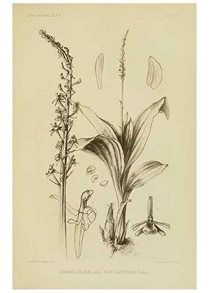 Imagen del vendedor de Reproduccin/Reproduction 48870947068: Orchidaceae:. Boston,Houghton, Mifflin,1905-22. a la venta por EL BOLETIN