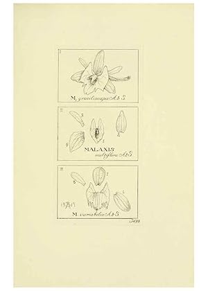 Imagen del vendedor de Reproduccin/Reproduction 48871394416: Orchidaceae:. Boston,Houghton, Mifflin,1905-22. a la venta por EL BOLETIN