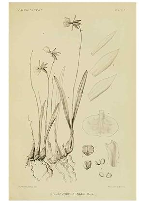 Imagen del vendedor de Reproduccin/Reproduction 48870525897: Orchidaceae:. Boston,Houghton, Mifflin,1905-22. a la venta por EL BOLETIN