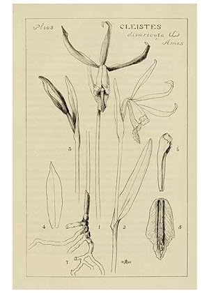 Imagen del vendedor de Reproduccin/Reproduction 48871811802: Orchidaceae:. Boston,Houghton, Mifflin,1905-22. a la venta por EL BOLETIN