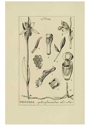 Seller image for Reproduccin/Reproduction 48871086673: Orchidaceae:. Boston,Houghton, Mifflin,1905-22. for sale by EL BOLETIN