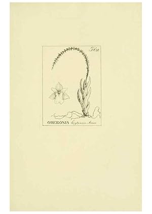 Seller image for Reproduccin/Reproduction 48870871168: Orchidaceae:. Boston,Houghton, Mifflin,1905-22. for sale by EL BOLETIN