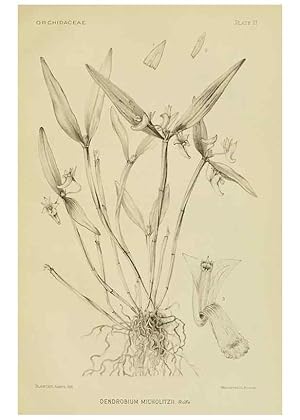 Imagen del vendedor de Reproduccin/Reproduction 48870526832: Orchidaceae:. Boston,Houghton, Mifflin,1905-22. a la venta por EL BOLETIN