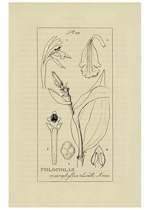 Imagen del vendedor de Reproduccin/Reproduction 48871616816: Orchidaceae:. Boston,Houghton, Mifflin,1905-22. a la venta por EL BOLETIN