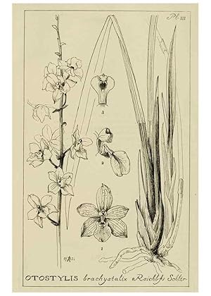 Imagen del vendedor de Reproduccin/Reproduction 48871812917: Orchidaceae:. Boston,Houghton, Mifflin,1905-22. a la venta por EL BOLETIN