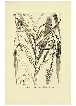 Imagen del vendedor de Reproduccin/Reproduction 48871395656: Orchidaceae:. Boston,Houghton, Mifflin,1905-22. a la venta por EL BOLETIN