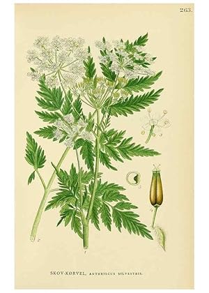 Seller image for Reproduccin/Reproduction 49157268818: Billeder af Nordens flora,. Kbenhavn,G.E.C. Gad,1901-1903 [i.e. 1907]. for sale by EL BOLETIN