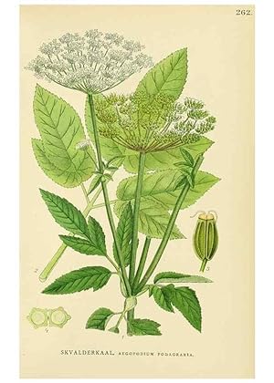 Seller image for Reproduccin/Reproduction 49157268478: Billeder af Nordens flora,. Kbenhavn,G.E.C. Gad,1901-1903 [i.e. 1907]. for sale by EL BOLETIN
