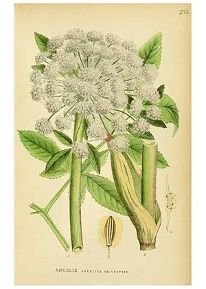 Seller image for Reproduccin/Reproduction 49157753936: Billeder af Nordens flora,. Kbenhavn,G.E.C. Gad,1901-1903 [i.e. 1907]. for sale by EL BOLETIN