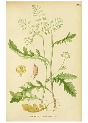 Seller image for Reproduccin/Reproduction 49157240608: Billeder af Nordens flora,. Kbenhavn,G.E.C. Gad,1901-1903 [i.e. 1907]. for sale by EL BOLETIN