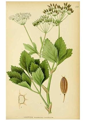 Seller image for Reproduccin/Reproduction 49157265368: Billeder af Nordens flora,. Kbenhavn,G.E.C. Gad,1901-1903 [i.e. 1907]. for sale by EL BOLETIN