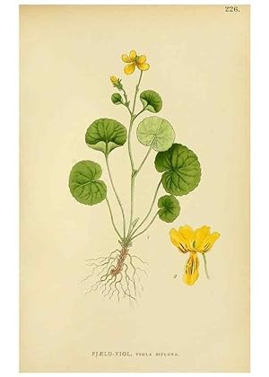 Seller image for Reproduccin/Reproduction 49157255298: Billeder af Nordens flora,. Kbenhavn,G.E.C. Gad,1901-1903 [i.e. 1907]. for sale by EL BOLETIN