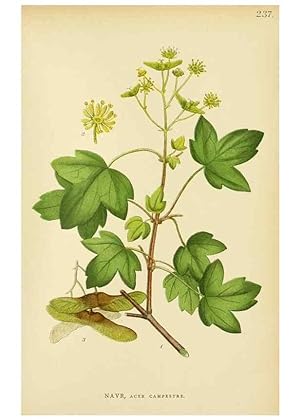 Seller image for Reproduccin/Reproduction 49157969977: Billeder af Nordens flora,. Kbenhavn,G.E.C. Gad,1901-1903 [i.e. 1907]. for sale by EL BOLETIN