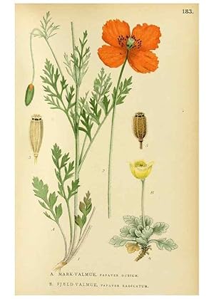 Seller image for Reproduccin/Reproduction 49157724486: Billeder af Nordens flora,. Kbenhavn,G.E.C. Gad,1901-1903 [i.e. 1907]. for sale by EL BOLETIN