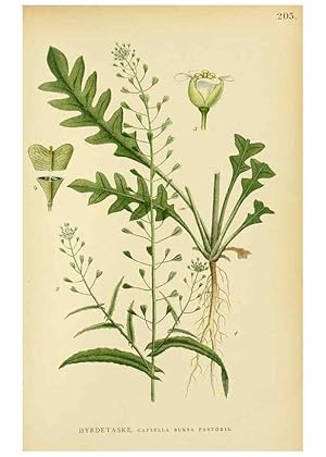 Seller image for Reproduccin/Reproduction 49157953582: Billeder af Nordens flora,. Kbenhavn,G.E.C. Gad,1901-1903 [i.e. 1907]. for sale by EL BOLETIN