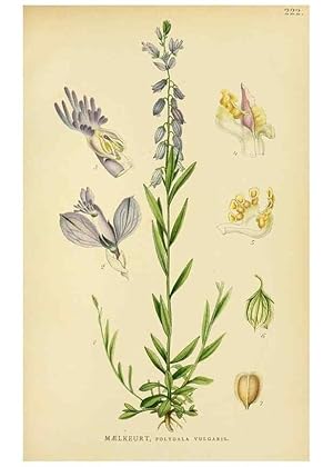 Seller image for Reproduccin/Reproduction 49157253743: Billeder af Nordens flora,. Kbenhavn,G.E.C. Gad,1901-1903 [i.e. 1907]. for sale by EL BOLETIN