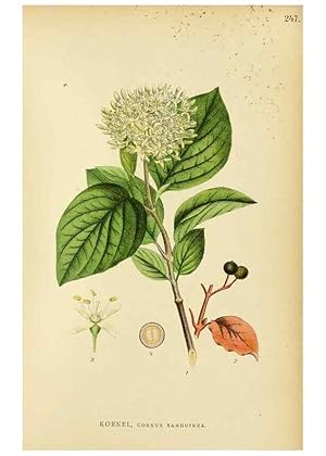 Seller image for Reproduccin/Reproduction 49157751116: Billeder af Nordens flora,. Kbenhavn,G.E.C. Gad,1901-1903 [i.e. 1907]. for sale by EL BOLETIN