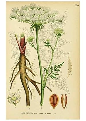 Seller image for Reproduccin/Reproduction 49157974662: Billeder af Nordens flora,. Kbenhavn,G.E.C. Gad,1901-1903 [i.e. 1907]. for sale by EL BOLETIN