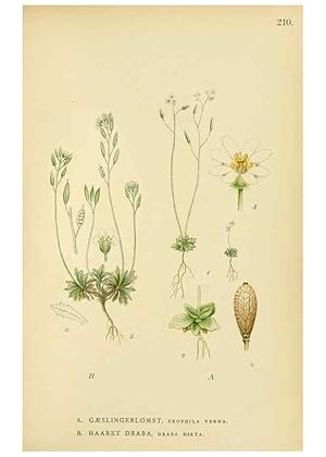 Seller image for Reproduccin/Reproduction 49157244748: Billeder af Nordens flora,. Kbenhavn,G.E.C. Gad,1901-1903 [i.e. 1907]. for sale by EL BOLETIN