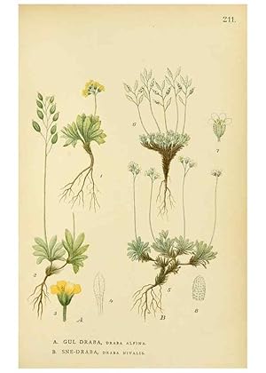 Seller image for Reproduccin/Reproduction 49157245078: Billeder af Nordens flora,. Kbenhavn,G.E.C. Gad,1901-1903 [i.e. 1907]. for sale by EL BOLETIN