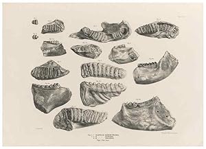 Seller image for Reproduccin/Reproduction 49227746021: Fauna antiqua sivalensis, being the fossil zoology of the Sewalik Hills, in the north of India. London :Smith, Elder and Co.,1846. for sale by EL BOLETIN