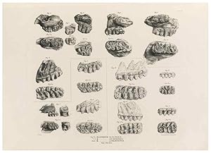 Image du vendeur pour Reproduccin/Reproduction 49227278058: Fauna antiqua sivalensis, being the fossil zoology of the Sewalik Hills, in the north of India. London :Smith, Elder and Co.,1846. mis en vente par EL BOLETIN