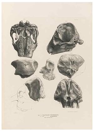 Image du vendeur pour Reproduccin/Reproduction 49227976992: Fauna antiqua sivalensis, being the fossil zoology of the Sewalik Hills, in the north of India. London :Smith, Elder and Co.,1846. mis en vente par EL BOLETIN