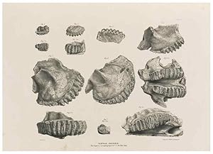 Seller image for Reproduccin/Reproduction 49227962692: Fauna antiqua sivalensis, being the fossil zoology of the Sewalik Hills, in the north of India. London :Smith, Elder and Co.,1846. for sale by EL BOLETIN