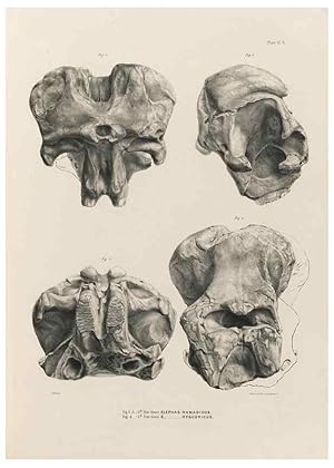 Seller image for Reproduccin/Reproduction 49227738236: Fauna antiqua sivalensis, being the fossil zoology of the Sewalik Hills, in the north of India. London :Smith, Elder and Co.,1846. for sale by EL BOLETIN