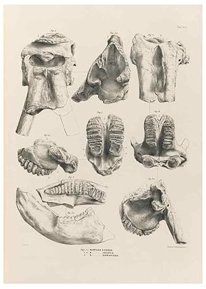 Image du vendeur pour Reproduccin/Reproduction 49227969177: Fauna antiqua sivalensis, being the fossil zoology of the Sewalik Hills, in the north of India. London :Smith, Elder and Co.,1846. mis en vente par EL BOLETIN