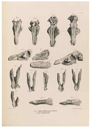 Image du vendeur pour Reproduccin/Reproduction 49227310018: Fauna antiqua sivalensis, being the fossil zoology of the Sewalik Hills, in the north of India. London :Smith, Elder and Co.,1846. mis en vente par EL BOLETIN