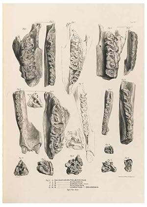 Seller image for Reproduccin/Reproduction 49228009997: Fauna antiqua sivalensis, being the fossil zoology of the Sewalik Hills, in the north of India. London :Smith, Elder and Co.,1846. for sale by EL BOLETIN