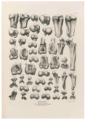 Image du vendeur pour Reproduccin/Reproduction 49227980977: Fauna antiqua sivalensis, being the fossil zoology of the Sewalik Hills, in the north of India. London :Smith, Elder and Co.,1846. mis en vente par EL BOLETIN