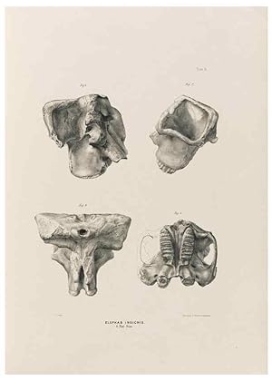 Image du vendeur pour Reproduccin/Reproduction 49227961702: Fauna antiqua sivalensis, being the fossil zoology of the Sewalik Hills, in the north of India. London :Smith, Elder and Co.,1846. mis en vente par EL BOLETIN
