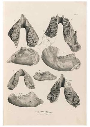 Image du vendeur pour Reproduccin/Reproduction 49227272018: Fauna antiqua sivalensis, being the fossil zoology of the Sewalik Hills, in the north of India. London :Smith, Elder and Co.,1846. mis en vente par EL BOLETIN