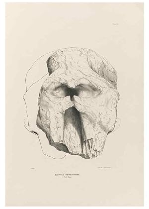 Image du vendeur pour Reproduccin/Reproduction 49227272998: Fauna antiqua sivalensis, being the fossil zoology of the Sewalik Hills, in the north of India. London :Smith, Elder and Co.,1846. mis en vente par EL BOLETIN