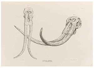 Image du vendeur pour Reproduccin/Reproduction 49227741711: Fauna antiqua sivalensis, being the fossil zoology of the Sewalik Hills, in the north of India. London :Smith, Elder and Co.,1846. mis en vente par EL BOLETIN